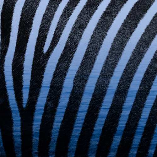 Mavi Zebra Yeni Denizim Olsan Şarkısını İndir