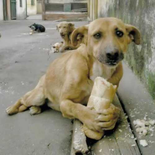 Decrat HAVLAMAYAN KÖPEK mp3 İndir Decrat HAVLAMAYAN KÖPEK mp3 İndir